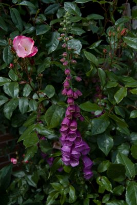 Buskrosen 'Rush' og Digitalis purpurea