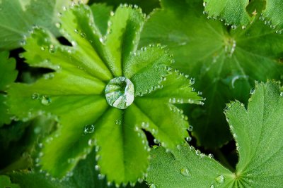 Lvefod - Alchemilla mollis