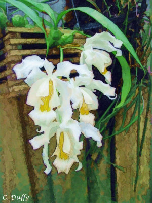 Angel Orchid by Chris Duffy - September 2008