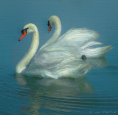 Swans