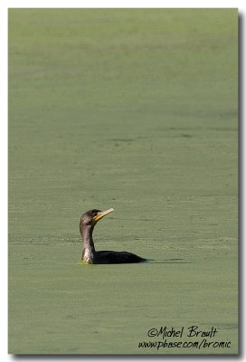 Cormoran  aigrettes - Double-crested Cormorant