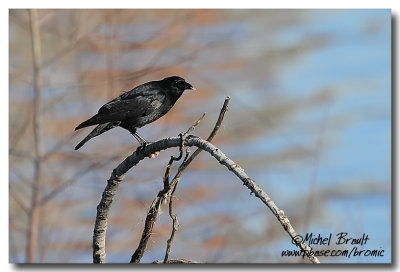 Corneille d'Amérique - American Crow