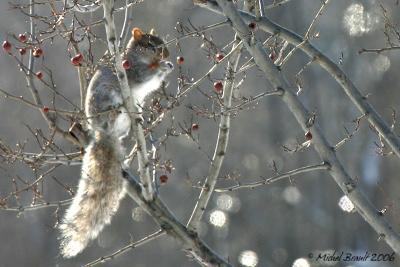 cureuil gris - Grey squirrel