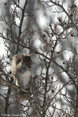 cureuil gris - Grey squirrel