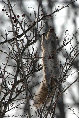 cureuil gris - Grey squirrel