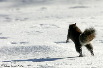 cureuil gris - Grey squirrel