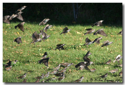 Etourneau sansonnet - European Starling