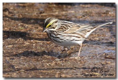 Bruant des Prs - Savannah Sparrow