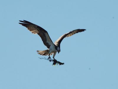 Osprey-flying-home-again-cr.jpg