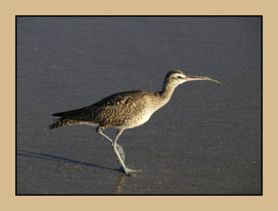 A Whimbrel Mining the Surf