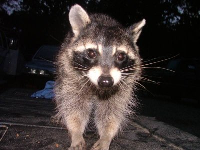 race shop raccoon