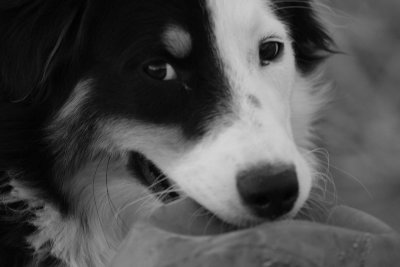 IMG_0898psopt.jpg