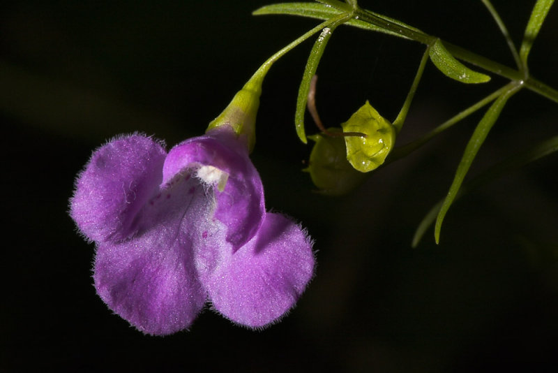 Slender False Foxglove