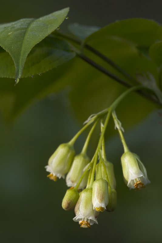 Bladdernut