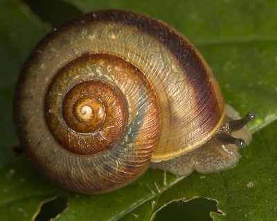 Snail With Racing Stripe