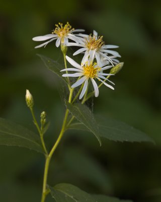 Forked Aster