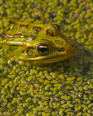Northern Leopard Frog in Chickweed
