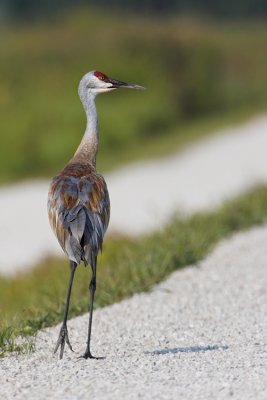 Sandhill Crane  