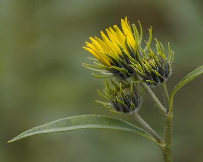 Sunflower Buds