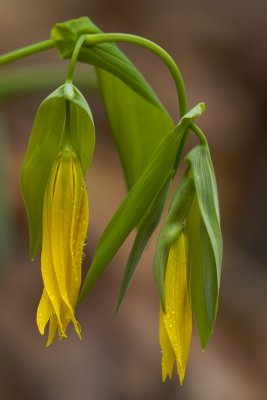 Bellwort