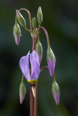 Wild Plants