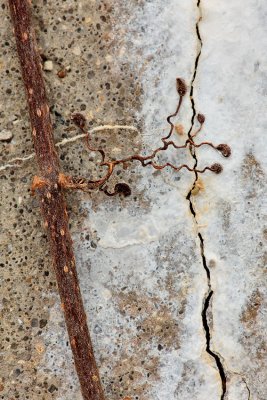 Vine and Old Concrete