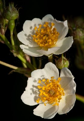 Multiflora Rose II