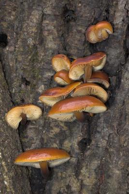 Winter Mushrooms Dry