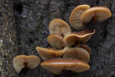Wet Winter Mushrooms