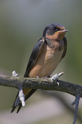 Barn Swallow