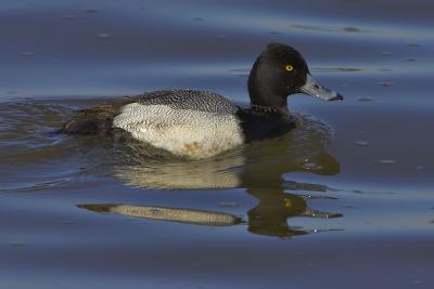 Lesser Scaup