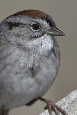 Swamp Sparrow Portrait