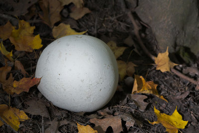 Giant Puffball