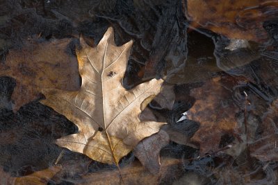 Maple Leaf on Ice
