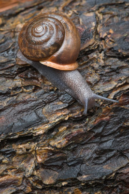 Soggy Snail