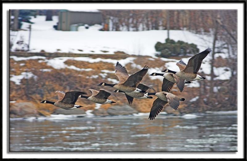 Canadian Geese In Flight