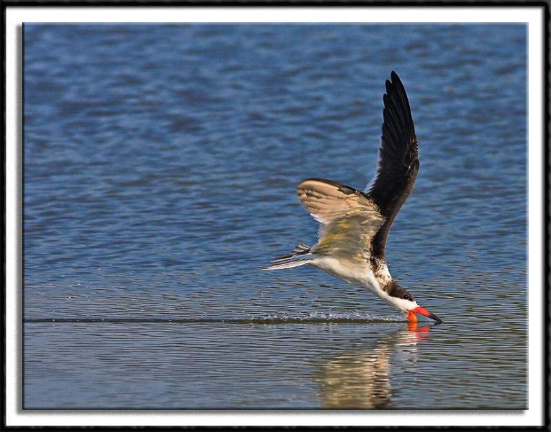 Black Skimmer