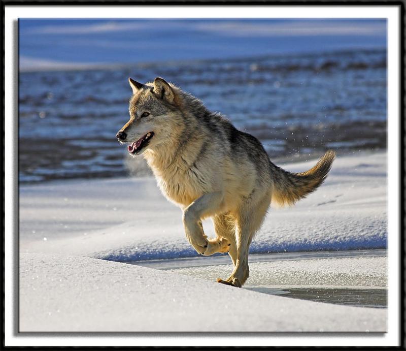 Playful Wolf