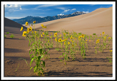 Sunflowers at Great Sand Dunes NP