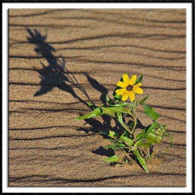 Sand Dune Sunflower