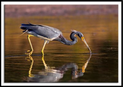 Tri-Colored Heron