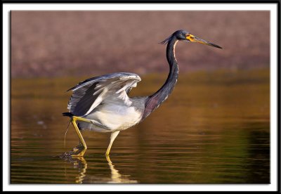 Tri-Colored Heron On The Move