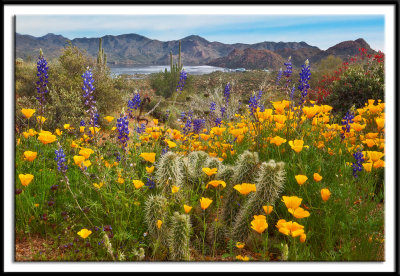 Sonoran Desert Bloom