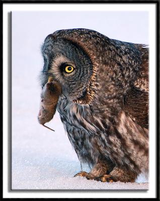 The Great Gray Owls of Aitkin County