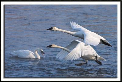 The Trumpeter Swans of Monticello