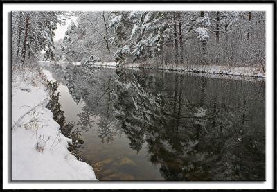 Mirrored Pines