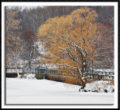 Wintry Willow