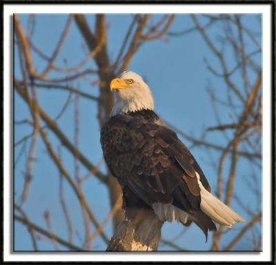 Roosting Eagle