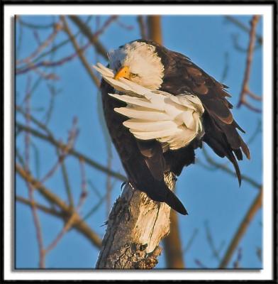 Preening Eagle