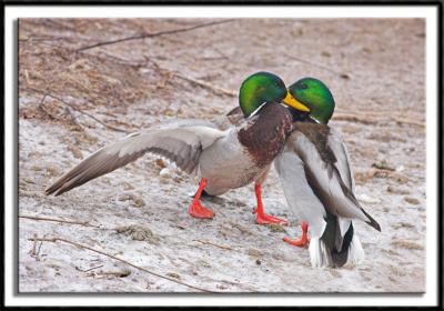 Duck Fight!!